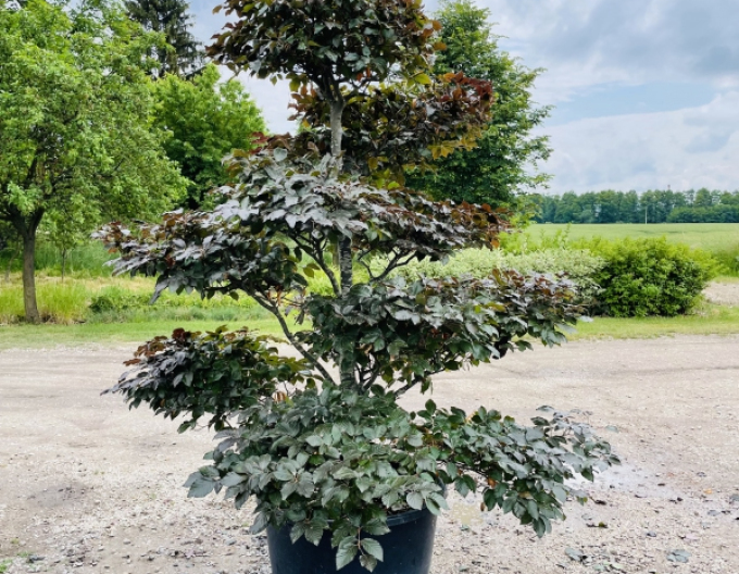 Waldbuche atropurpureaBonsai