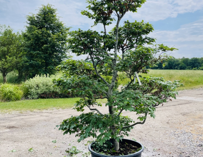 Waldbuche Bonsai