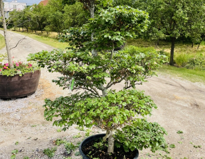 Waldbuche Bonsai
