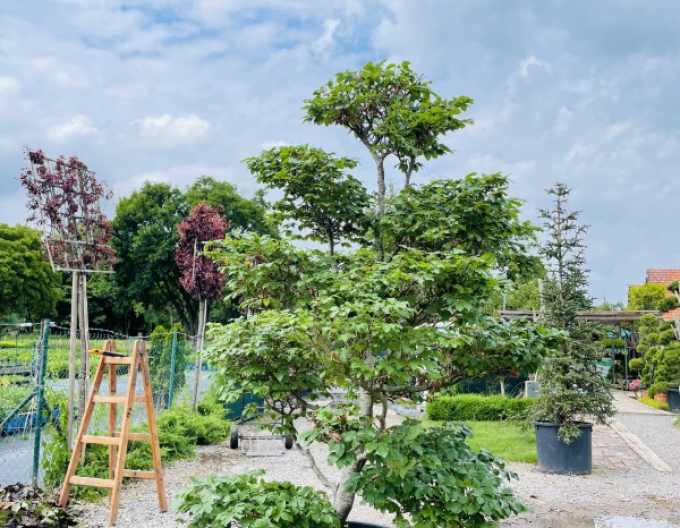 Waldbuche Bonsai