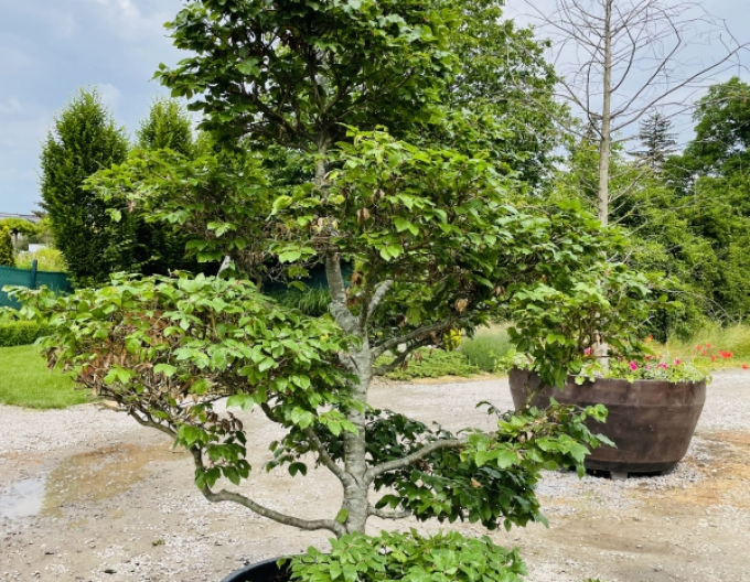 Waldbuche Bonsai