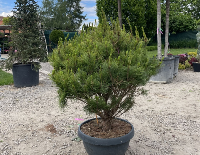 Waldkiefer