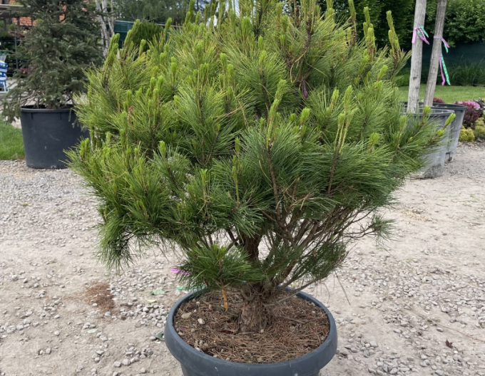 Waldkiefer