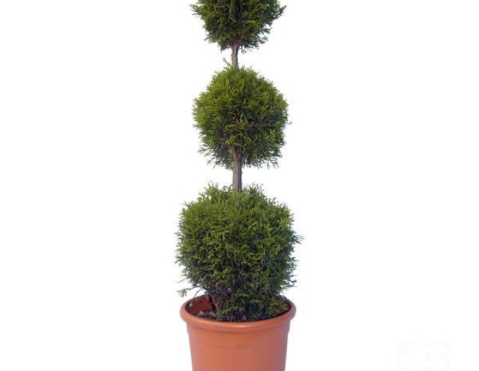 Tuja Smaragd Ball