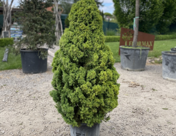 Weißfichte Albertiana