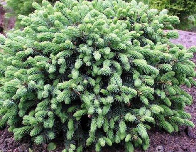 Weißfichte ECHINIFORMIS