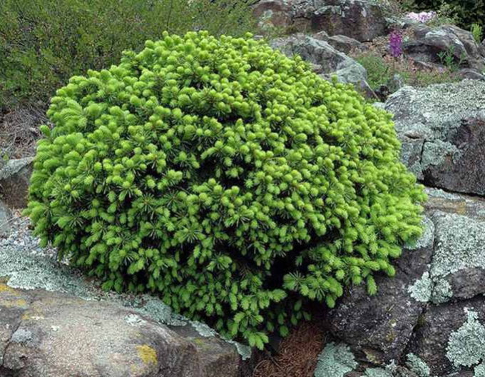 Weißfichte ECHINIFORMIS