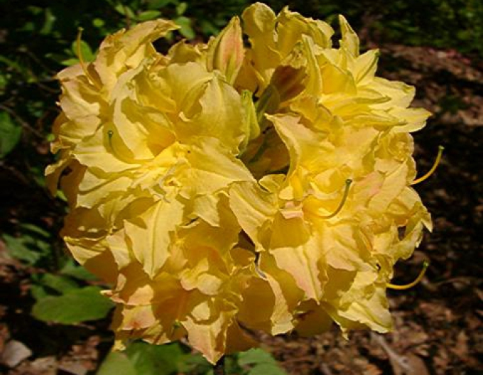 Azalee großblumig Yellow Pom Pom