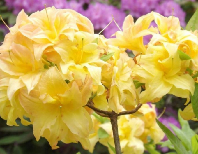 Azalee großblumig Yellow Pom Pom