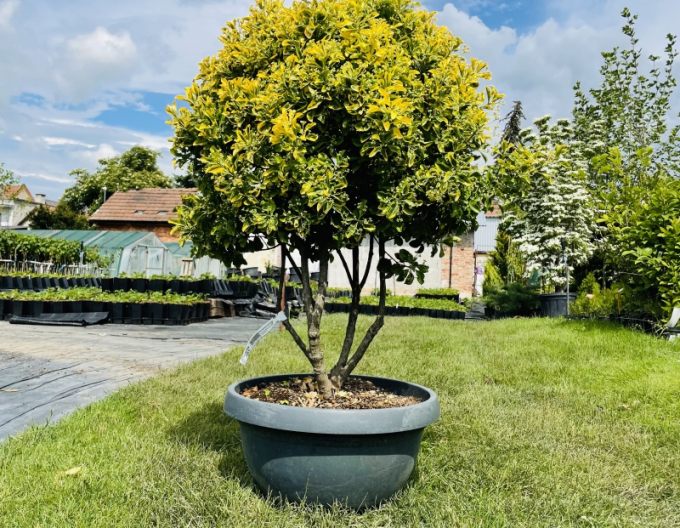 Japanischer Efeu Aurea