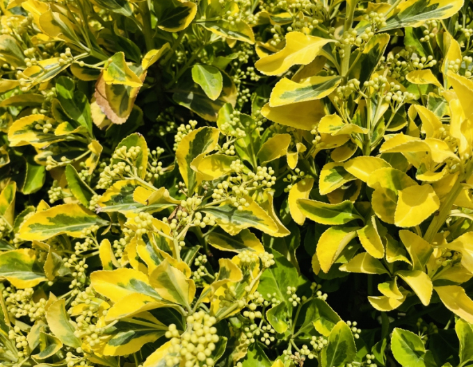 Japanischer Efeu Aurea