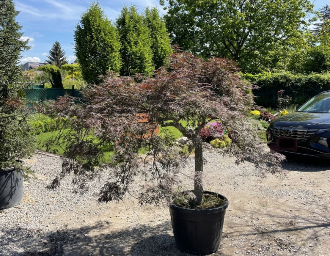 Palmenblättriger Ahorn Granat auf einem Stiel