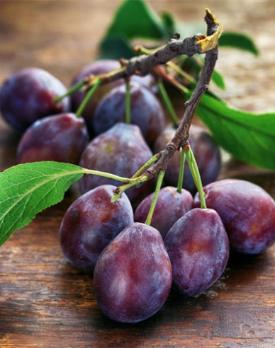 Herbstpflaume Jojo, auf Myrobalane, wurzelnackt