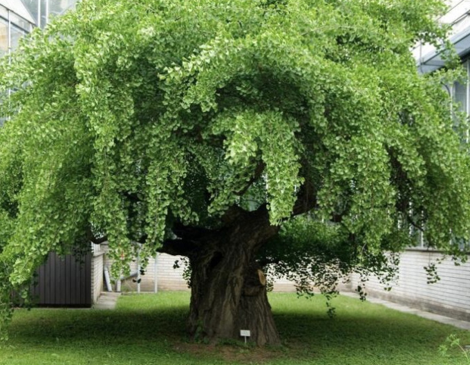 Zweiblättriger Ginkgo Pendula auf einem Stiel