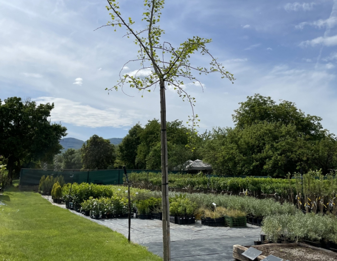 Zweiblättriger Ginkgo Pendula auf einem Stiel