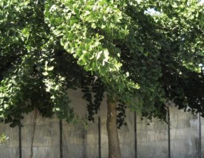 Zweiblättriger Ginkgo Pendula auf einem Stiel