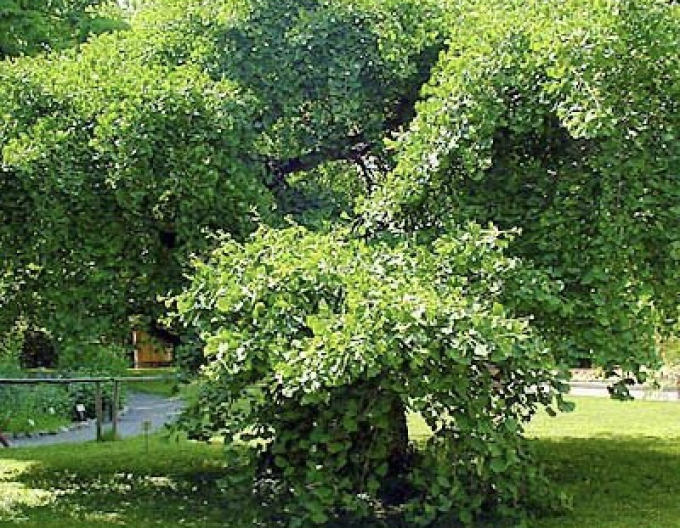 Zweiblättriger Ginkgo Pendula auf einem Stiel