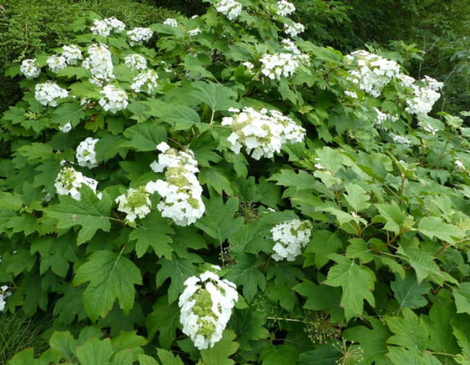 Hortensie Sikes Dwarf