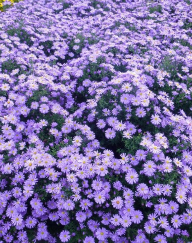 Aster Prof. Anton Kippenberg