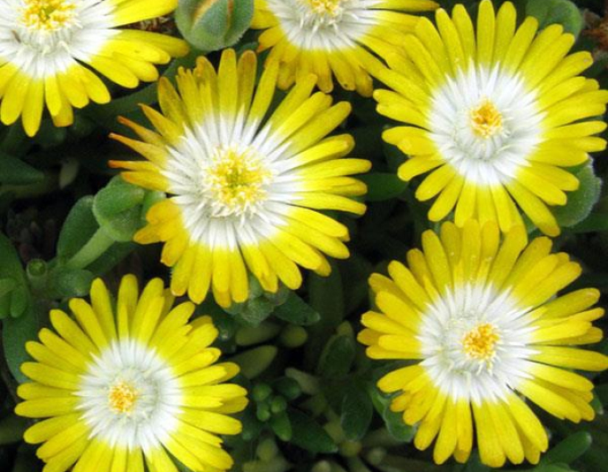 Delosperma Juwel der Wüste Peridott