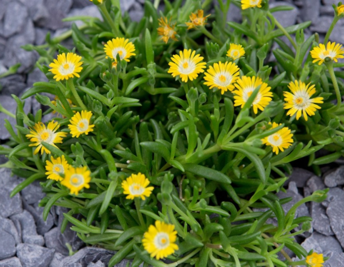 Delosperma Juwel der Wüste Peridott
