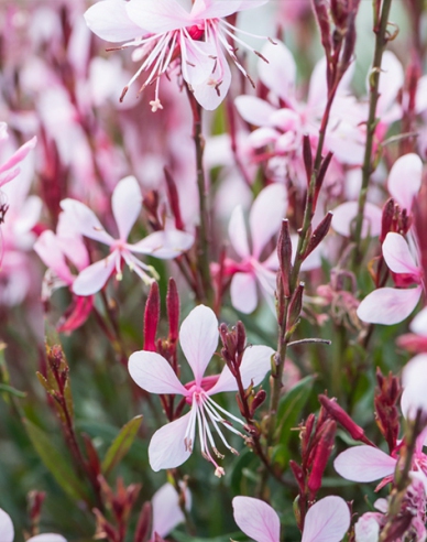 Gaura Gracefull Pink