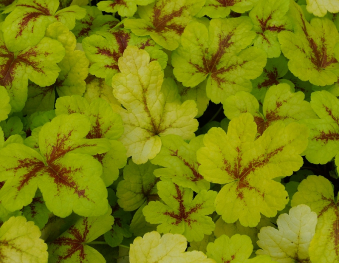 Heucherella Mojito