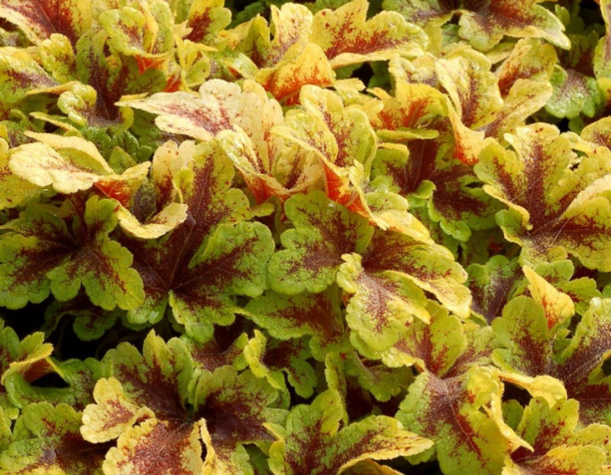 Heucherella Mojito