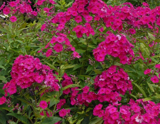 Flox flox Flamme Tenor