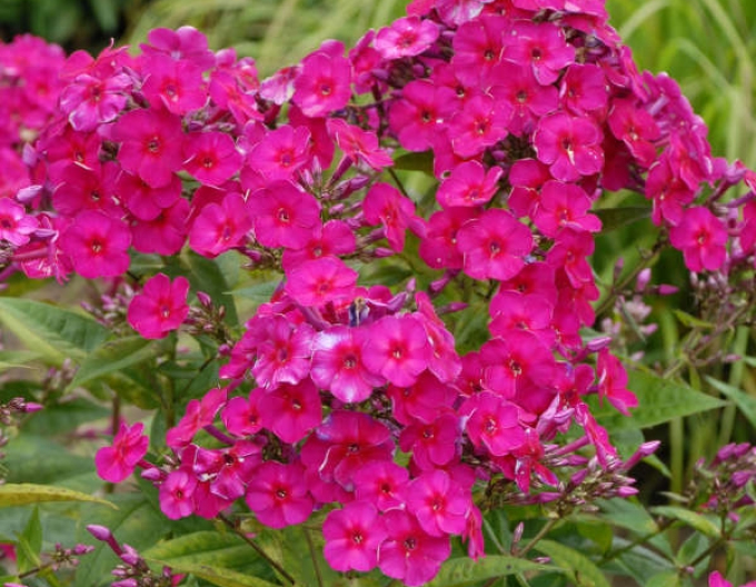 Flox flox Flamme Tenor