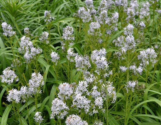 Amsonia Hubrichtova