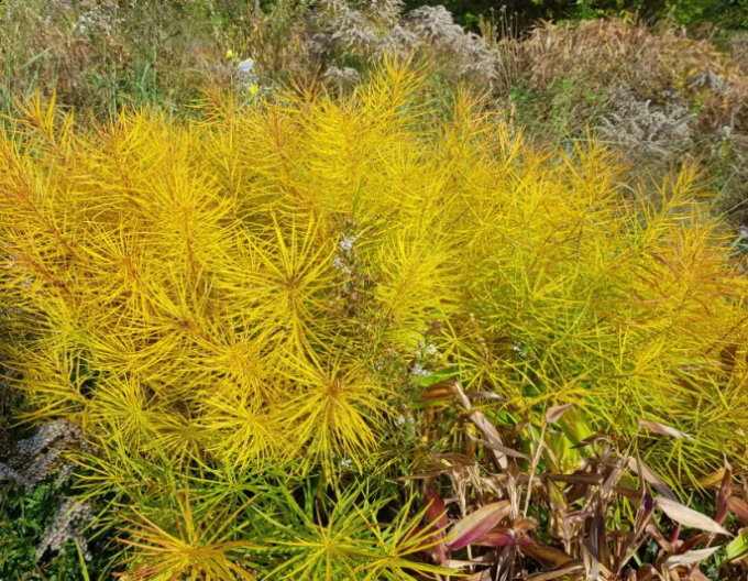 Amsonia Hubrichtova