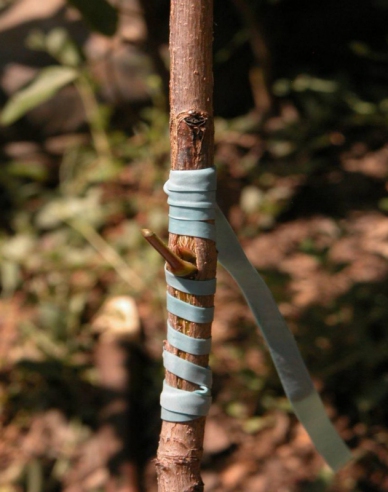 Veredelungsgummi 240x6mm