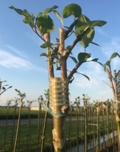 Veredelungsgummi 240x6mm