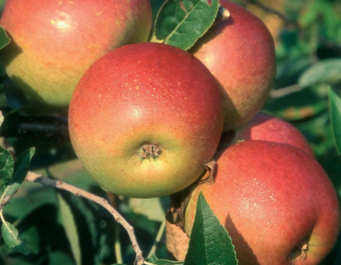Coxs Orange Pippin Herbstapfelbaum