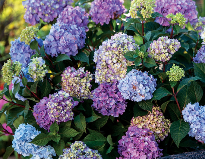 Hortensie großblättrig Endless Summer