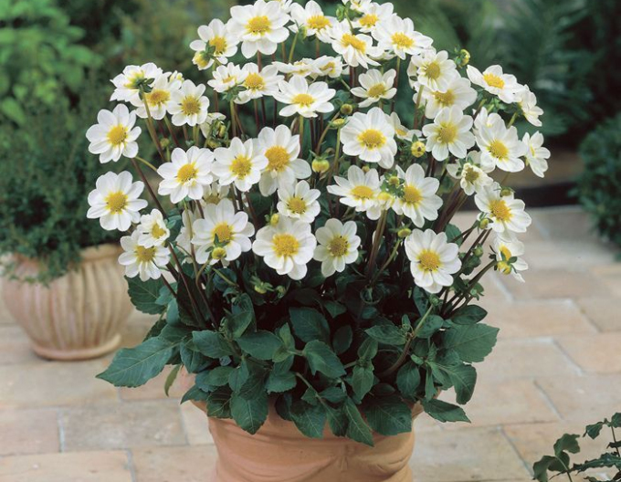 Dahlie niedrig Topmix White