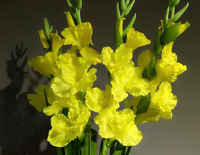 Gladiole Gelb