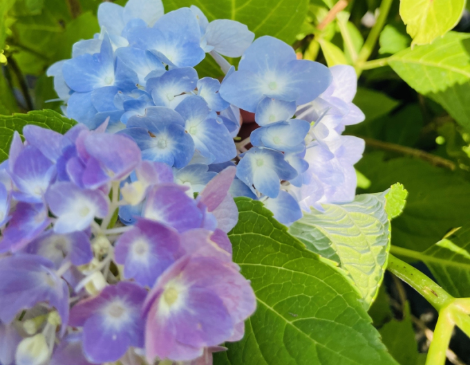 Hortensie großblättrig Endless Summer