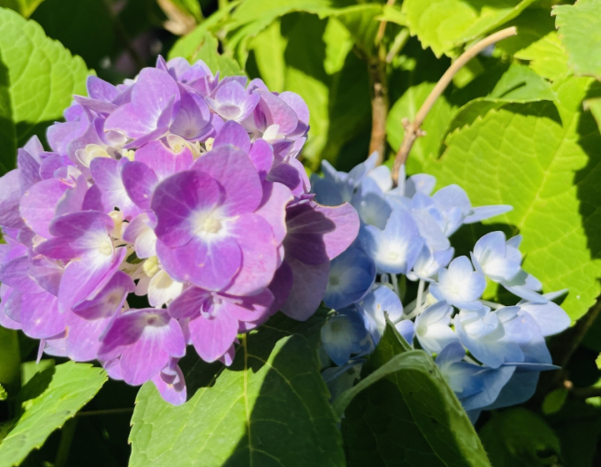 Hortensie großblättrig Endless Summer