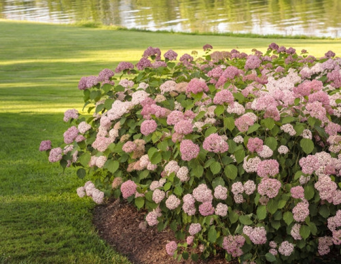 Hortensie Rosa Annabelle
