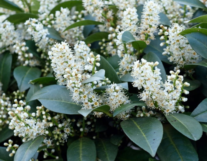 Lauricum medicalum Mano
