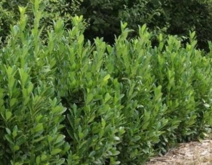 Lauricum medicalum Mano