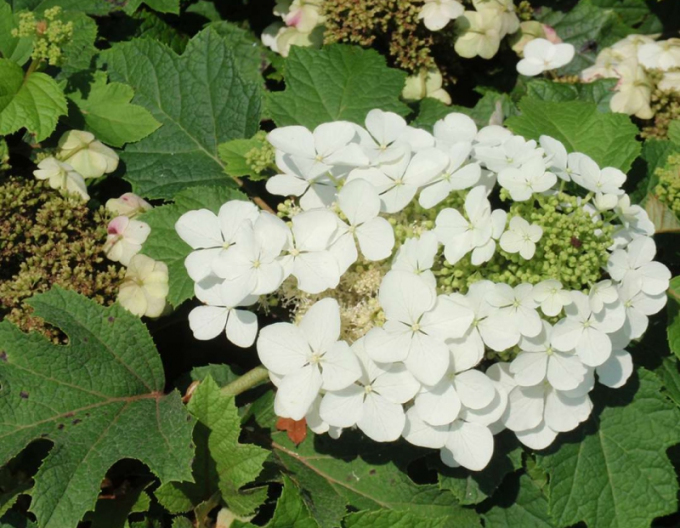 Hortensie Sikes Dwarf