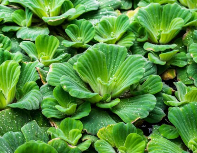 Wasser Kopfsalat