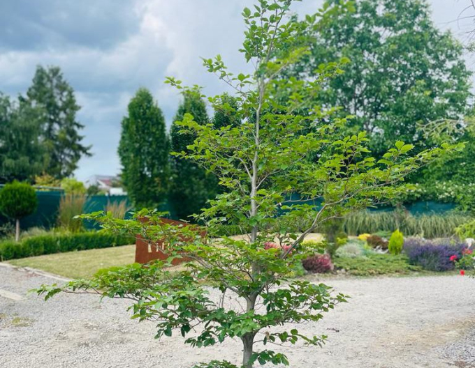 Buchenwald